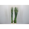 Allium Cepa Judith