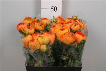 <h4>Ran Aazur Orange</h4>