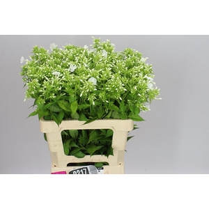 Phlox P David