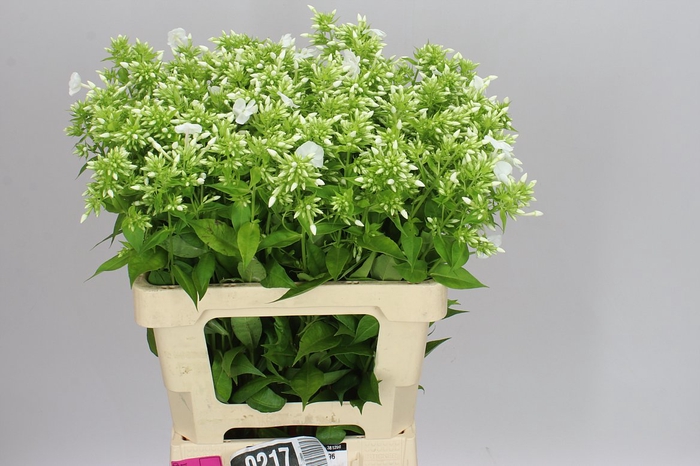 <h4>Phlox P David</h4>