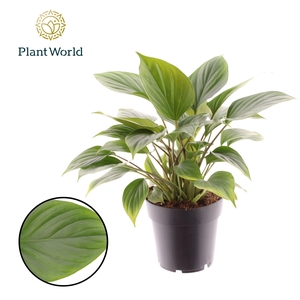 Homalomena Emerald Gem