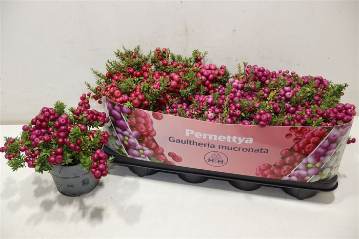<h4>Gaulth Mucronata 2 Color</h4>