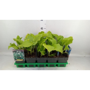 Hosta  'Royal Standard'