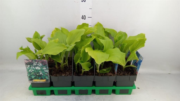 <h4>Hosta  'Royal Standard'</h4>