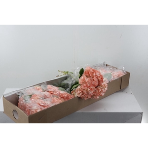 Hydr Nude Box