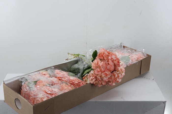 <h4>Hydr Nude Box</h4>