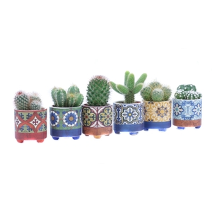 Cactus   ...