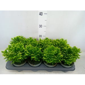 Selaginella martensii 'Jori'