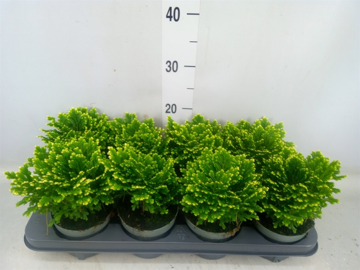 <h4>Selaginella martensii 'Jori'</h4>