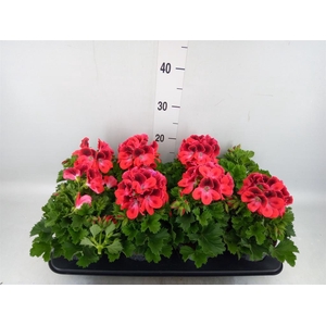 Pelargonium gran.   ..