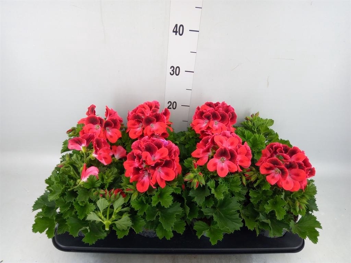 <h4>Pelargonium gran.   ..</h4>