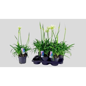 AGAPA PITCHOUN WHITE