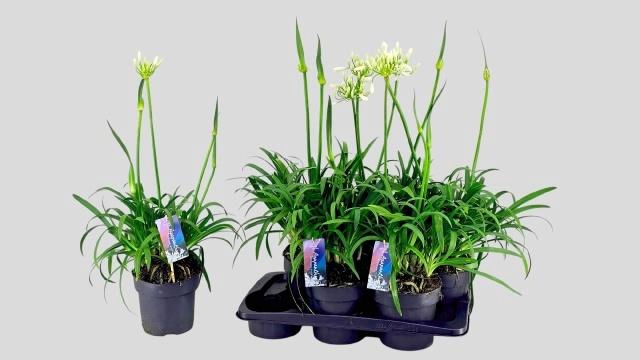 <h4>Agapa Pitchoun White</h4>