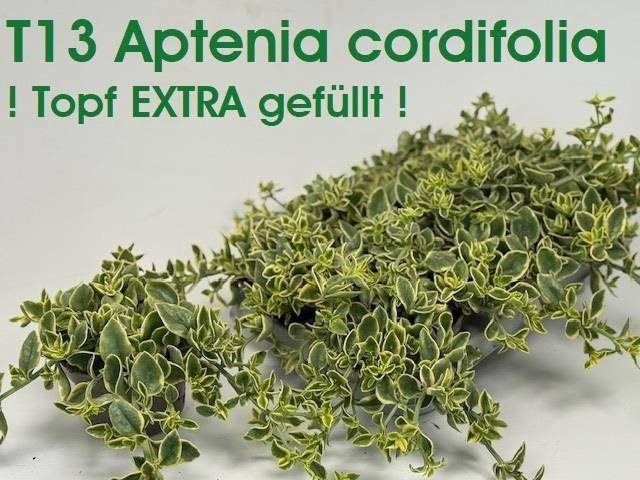 <h4>Aptenia Cordifolia var.</h4>
