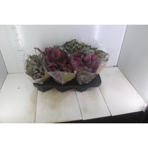 BEGONIA BELEAF P15 PO