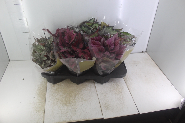 <h4>BEGONIA BELEAF P15 PO</h4>