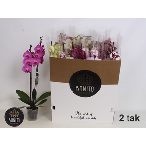 PHAL GEM 9 KL