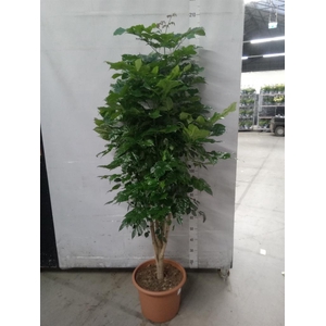 Radermachera sinica