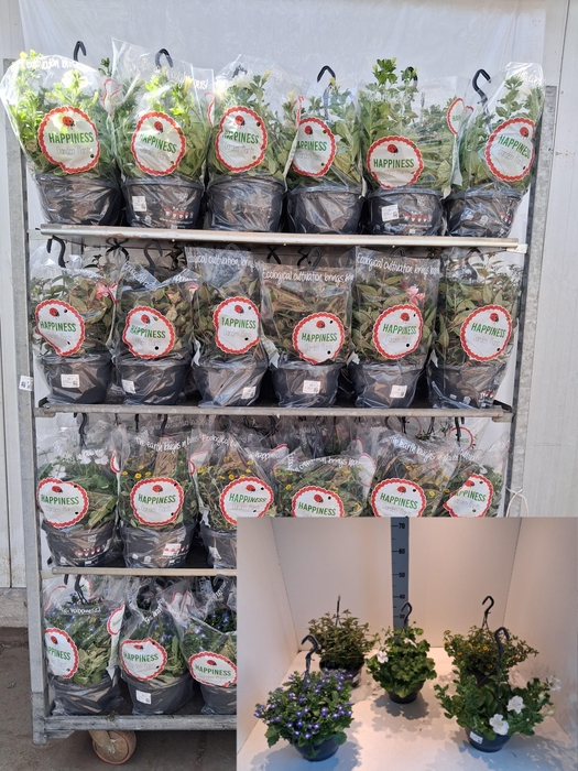 <h4>PERKPL MIXK</h4>