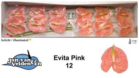 <h4>Anth A Evita Pink</h4>