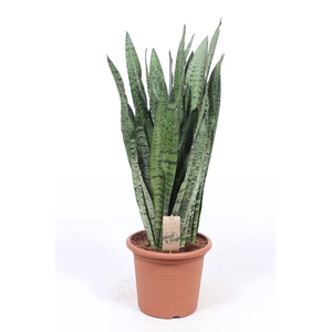 Sansevieria zeylanica