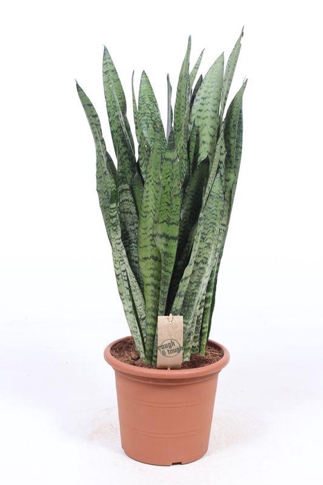 <h4>Sansevieria zeylanica</h4>