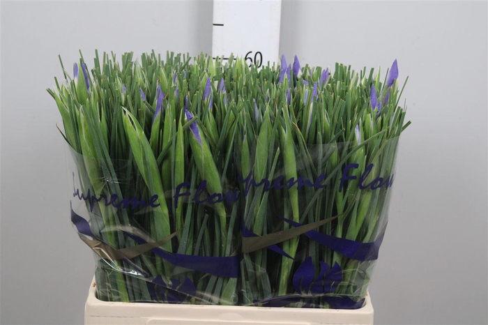 <h4>Iris Shanghai</h4>