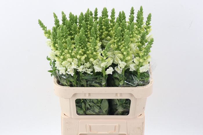 <h4>Antir Poto Ivory Wh</h4>