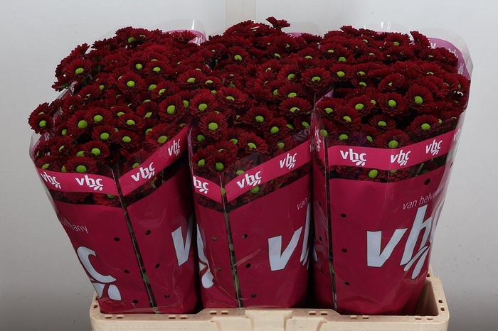 <h4>Chr S Ladybird</h4>