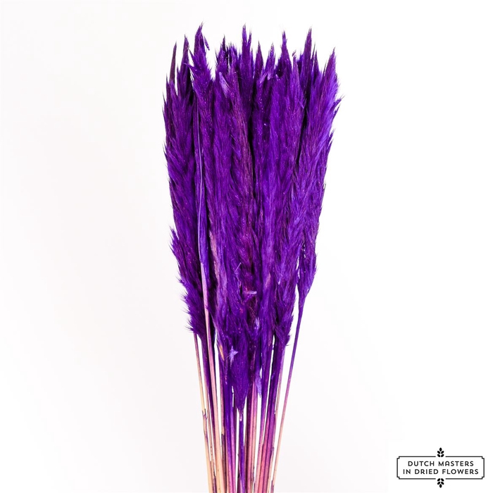 Dried Fluffy Pampas Purple Bunch