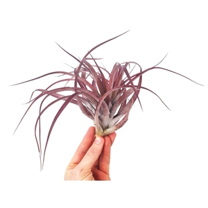 Tillandsia Multiflora XL red