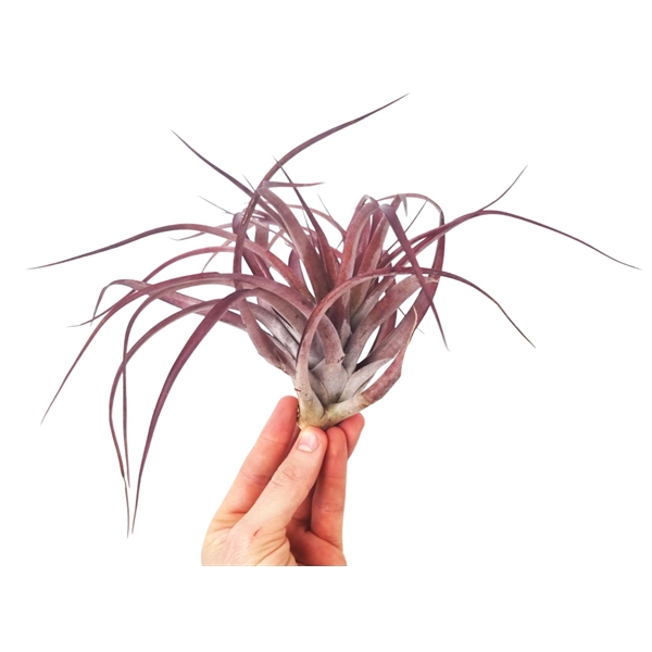 <h4>Tillandsia Multiflora XL red</h4>