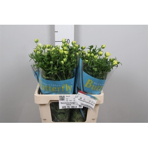 Ran Butterfly Helios