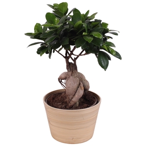 Ficus m. Ginseng Ball Shape Ø15cm in Ø16cm Ceramic NT465