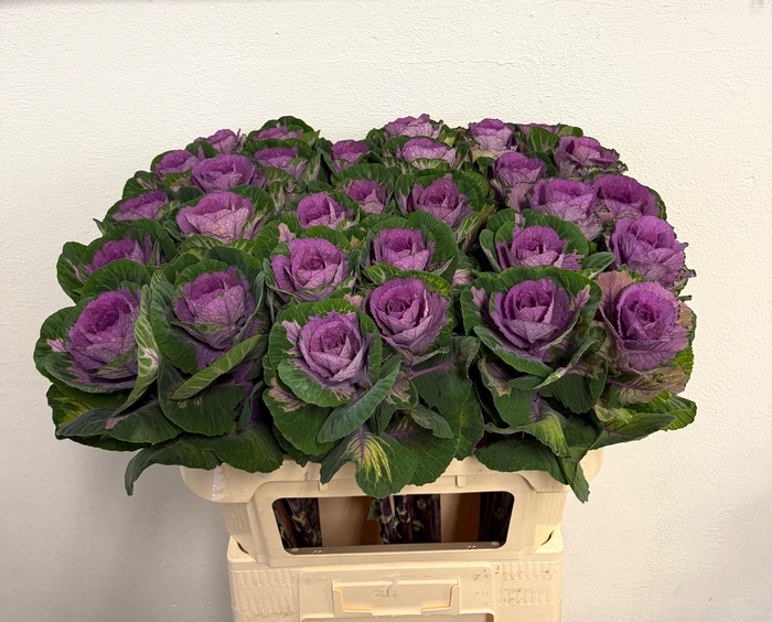 <h4>BRASS RED CRANE</h4>