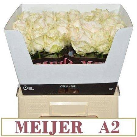 <h4>R Gr Dorchester+</h4>