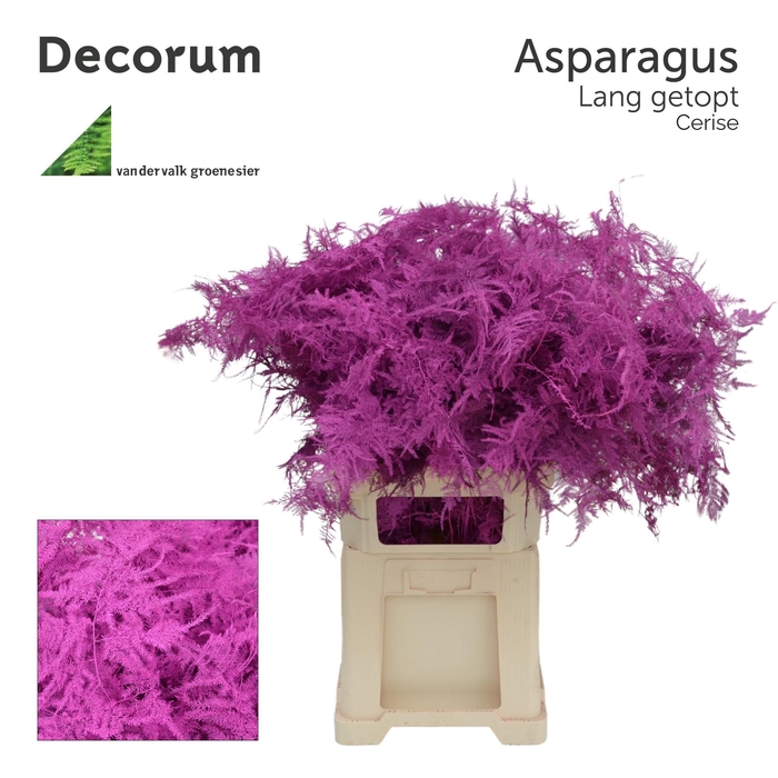 <h4>Asp lang getopt Cerise</h4>