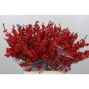 Ilex Verticillata Red