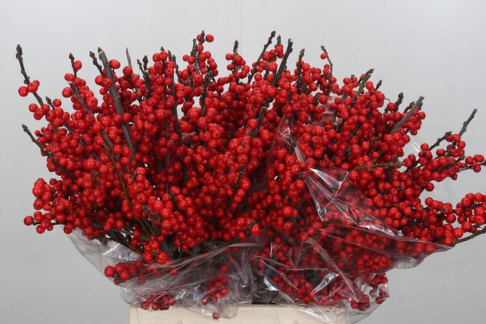 <h4>Ilex Verticillata Red</h4>