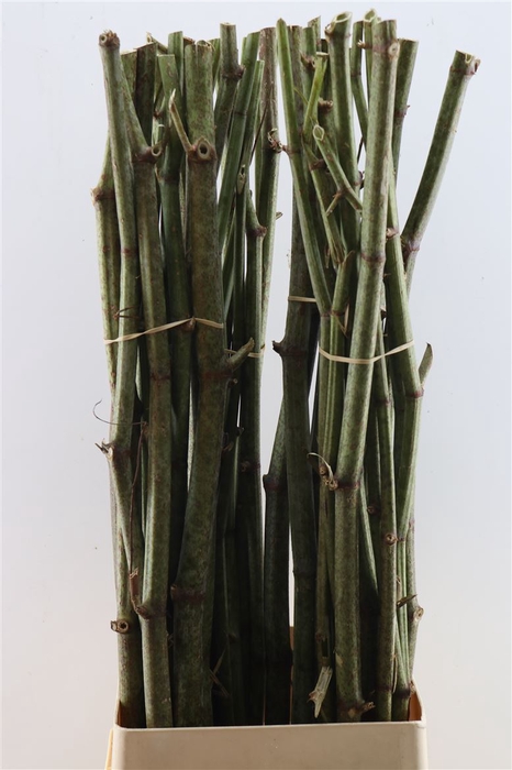 <h4>Polygonum Stokken</h4>