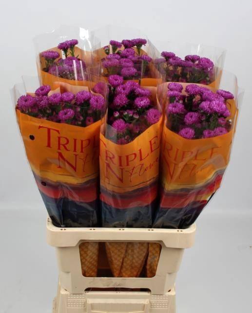 <h4>Ast Primavera</h4>