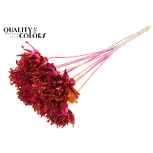 Shola Slice Pine 6cm on stem Splashed Cerise/Yellow