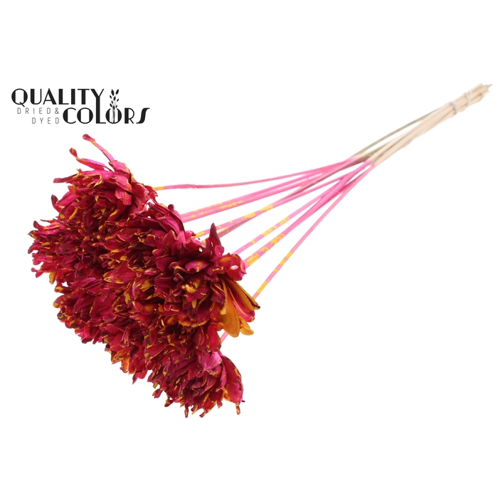 <h4>Shola Slice Pine 6cm on stem Splashed Cerise/Yellow</h4>