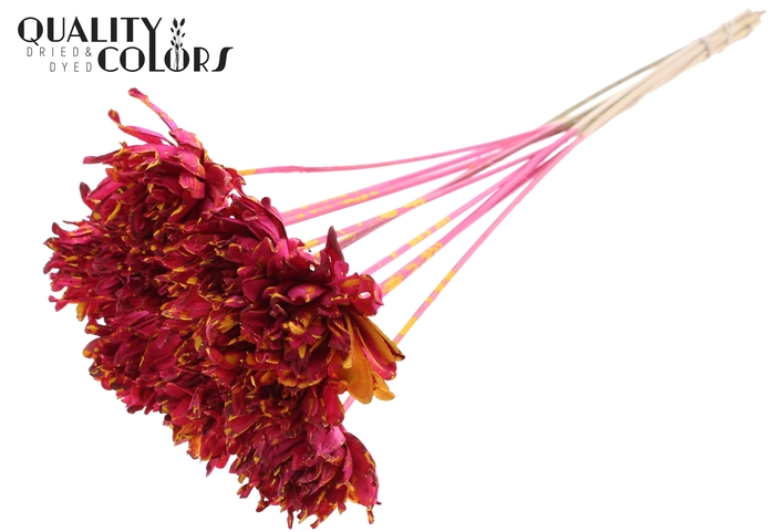 Shola Slice Pine 6cm on stem Splashed Cerise/Yellow
