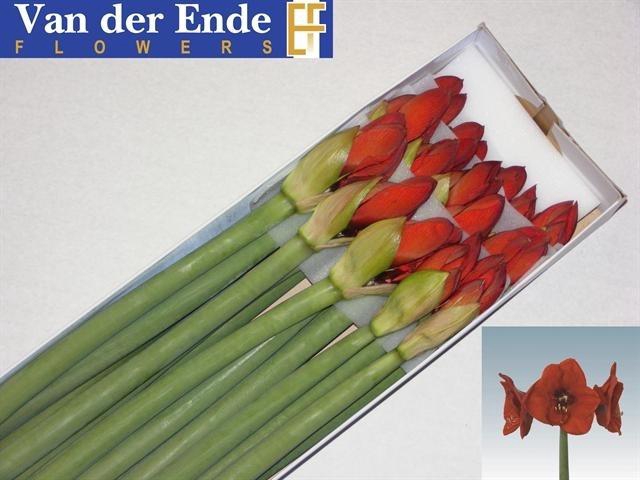 <h4>Hipp Ga Red Lion</h4>