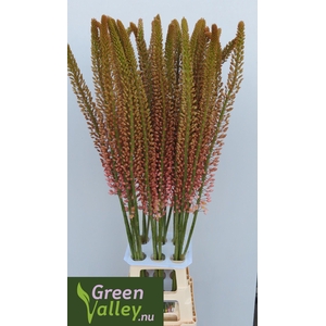 EREMURUS OASE