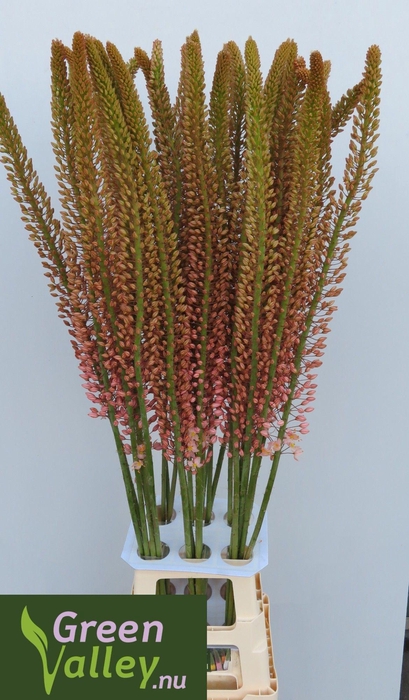 <h4>EREMURUS OASE</h4>