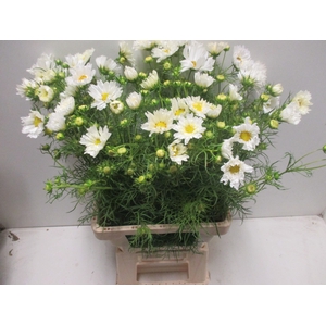 COSMOS BIPINNATUS