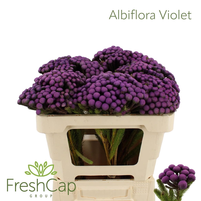 <h4>Albiflora Violet</h4>