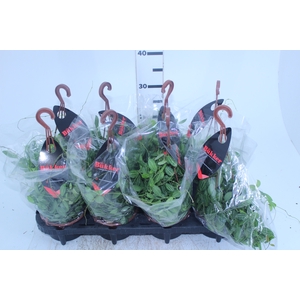 DISCHIDIA OVATA C13